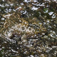 Nannophrys ceylonensis Gunther,1868